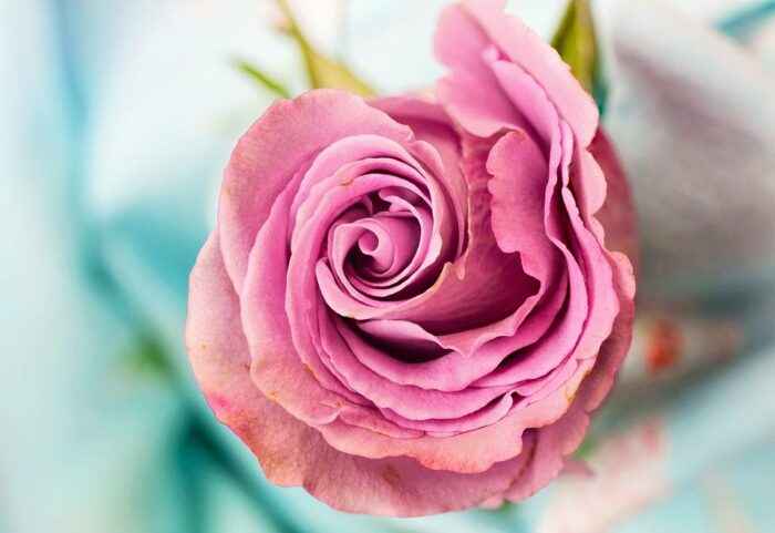 Gambar Bunga Mawar